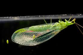 Attēlu rezultāti vaicājumam “Chrysopa”