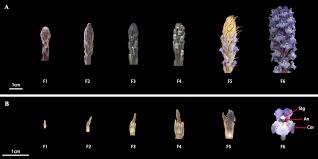 Attēlu rezultāti vaicājumam “Orobanche coerulescens”