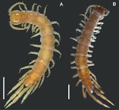 Attēlu rezultāti vaicājumam “Chaetopteryx villosa”