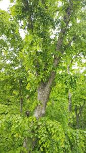 Attēlu rezultāti vaicājumam “Tilia amurensis”