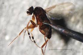 Attēlu rezultāti vaicājumam “Phoridae”