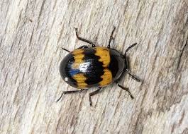 Attēlu rezultāti vaicājumam “Diaperis boleti imago”