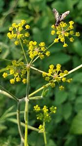 Image result for Pastinaca sativa