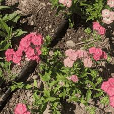 Image result for Phlox drummondii