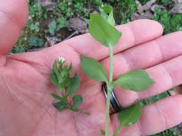 Attēlu rezultāti vaicājumam “Stellaria crassifolia leaf”