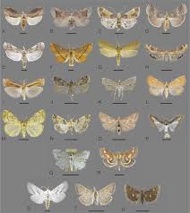 Attēlu rezultāti vaicājumam “Pyralididae”