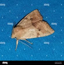 Attēlu rezultāti vaicājumam “Enargia paleacea”