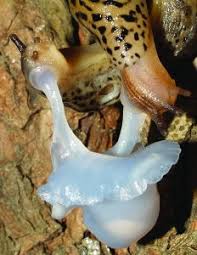 Attēlu rezultāti vaicājumam “Limax maximus”