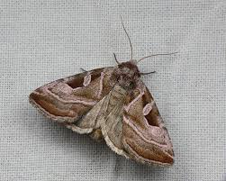 Attēlu rezultāti vaicājumam “Eucarta virgo”