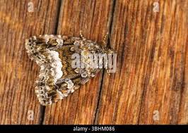 Attēlu rezultāti vaicājumam “Protodeltote pygarga”