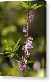 Attēlu rezultāti vaicājumam “Daphne mezereum”