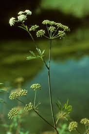 Attēlu rezultāti vaicājumam “Cicuta virosa”