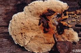 Attēlu rezultāti vaicājumam “Hapalopilus aurantiacus”