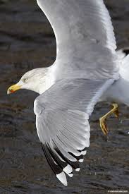 Attēlu rezultāti vaicājumam “Larus argentatus adult”