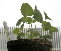 Image result for Alcea rosea `Appleblossom`