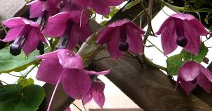 Image result for Rhodochiton atrosanguineum