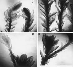 Attēlu rezultāti vaicājumam “Bryum neodamense”