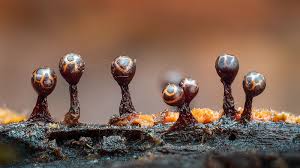 Attēlu rezultāti vaicājumam “Stemonitis flavogenita macro”