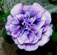 Image result for Petunia hybrida