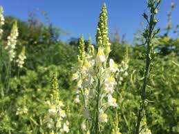 Attēlu rezultāti vaicājumam “Linaria loeselii”