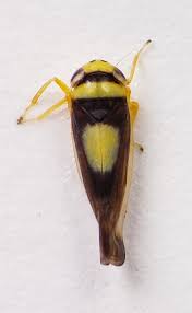 Attēlu rezultāti vaicājumam “Cicadellidae”