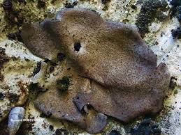 Attēlu rezultāti vaicājumam “Dermatocarpon miniatum”