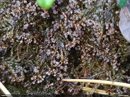 Attēlu rezultāti vaicājumam “Diachea dictyospora (syn. Craterium dictyosporum)”