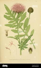 Attēlu rezultāti vaicājumam “Centaurea scabiosa leaf”