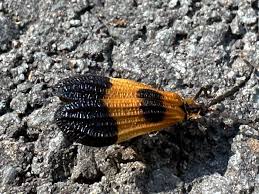 Attēlu rezultāti vaicājumam “Lycidae”