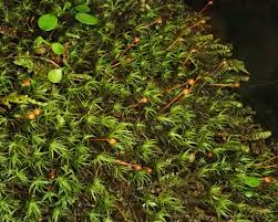 Attēlu rezultāti vaicājumam “Bartramia pomiformis”