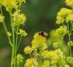 Attēlu rezultāti vaicājumam “Thalictrum flavum flower”