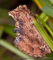 Attēlu rezultāti vaicājumam “Ptilodon capucina larva”