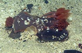 Image result for Cucumaria frondosa