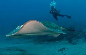 Image result for Megatrygon microps