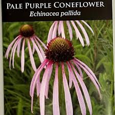 Image result for Echinacea pallida