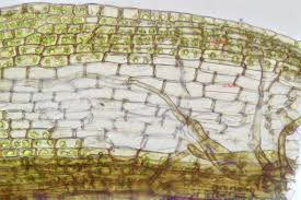 Attēlu rezultāti vaicājumam “Syntrichia virescens”