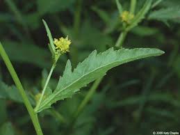 Attēlu rezultāti vaicājumam “Rorippa palustris flower”