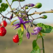 Attēlu rezultāti vaicājumam “Solanum dulcamara”