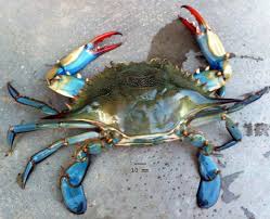 Image result for Callinectes sapidus