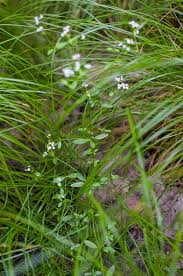 Attēlu rezultāti vaicājumam “Galium elongatum”