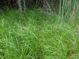 Attēlu rezultāti vaicājumam “Carex atherodes”