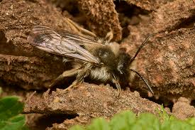 Attēlu rezultāti vaicājumam “Andrena vaga”
