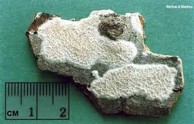 Attēlu rezultāti vaicājumam “Irpex lacteus”