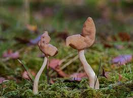 Attēlu rezultāti vaicājumam “Helvella elastica”