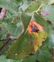 Attēlu rezultāti vaicājumam “Gymnosporangium sabinae”