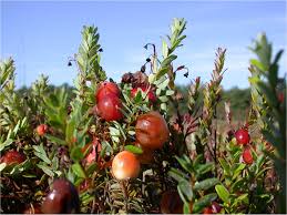 Attēlu rezultāti vaicājumam “Enteridium variabile macro”