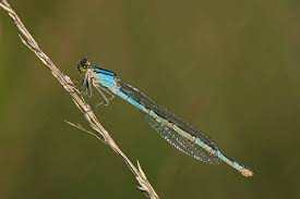 Attēlu rezultāti vaicājumam “Enallagma cyathigerum female”