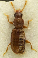 Attēlu rezultāti vaicājumam “Latridiidae”