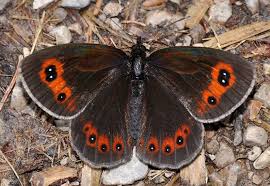 Attēlu rezultāti vaicājumam “Erebia ligea”