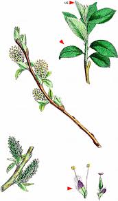 Attēlu rezultāti vaicājumam “Salix myrsinifolia”